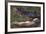 American Alligator with Jaws Open-DLILLC-Framed Photographic Print