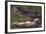 American Alligator with Jaws Open-DLILLC-Framed Photographic Print