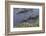 American Alligator-Lynn M^ Stone-Framed Photographic Print