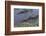 American Alligator-Lynn M^ Stone-Framed Photographic Print