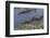 American Alligator-Lynn M^ Stone-Framed Photographic Print