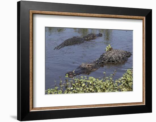 American Alligator-Lynn M^ Stone-Framed Photographic Print