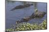 American Alligator-Lynn M^ Stone-Mounted Photographic Print