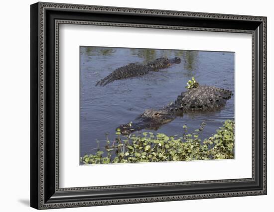 American Alligator-Lynn M^ Stone-Framed Photographic Print