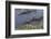 American Alligator-Lynn M^ Stone-Framed Photographic Print