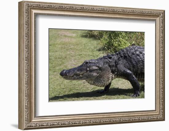 American Alligator-Lynn M^ Stone-Framed Photographic Print