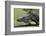 American Alligator-Lynn M^ Stone-Framed Photographic Print