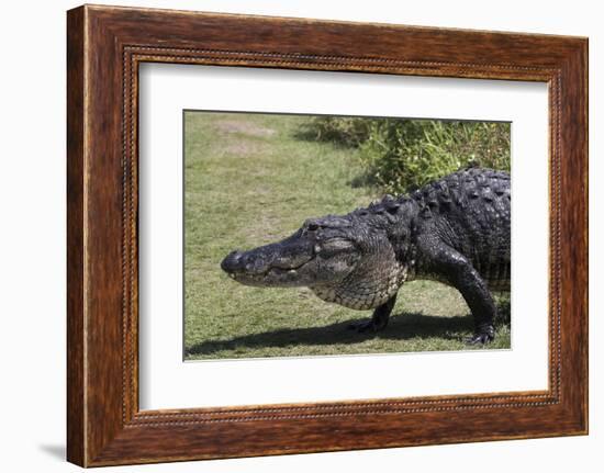 American Alligator-Lynn M^ Stone-Framed Photographic Print