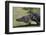 American Alligator-Lynn M^ Stone-Framed Photographic Print