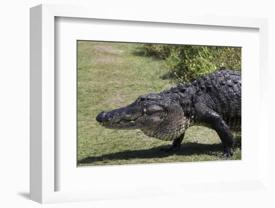 American Alligator-Lynn M^ Stone-Framed Photographic Print