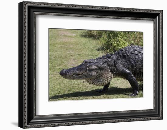 American Alligator-Lynn M^ Stone-Framed Photographic Print