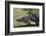 American Alligator-Lynn M^ Stone-Framed Photographic Print