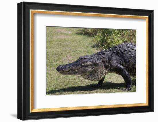 American Alligator-Lynn M^ Stone-Framed Photographic Print