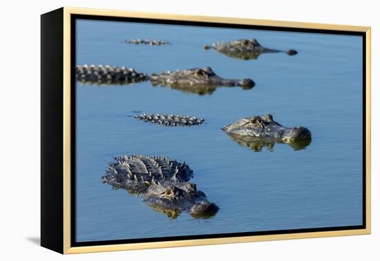 American Alligators at Deep Hole in the Myakka River, Florida-Maresa Pryor-Framed Premier Image Canvas