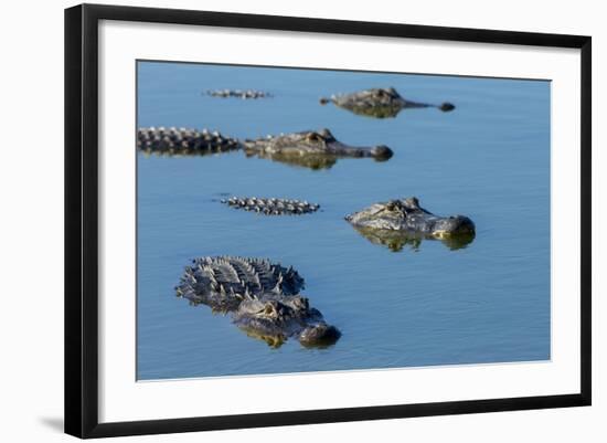 American Alligators at Deep Hole in the Myakka River, Florida-Maresa Pryor-Framed Photographic Print