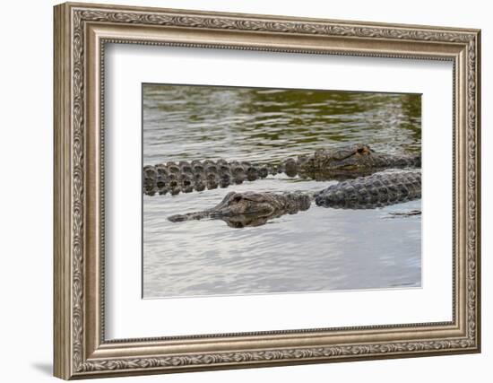 American alligators, Myakka River State Park, Florida-Adam Jones-Framed Photographic Print