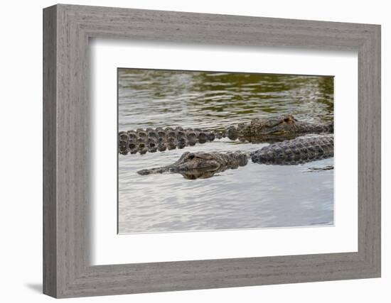 American alligators, Myakka River State Park, Florida-Adam Jones-Framed Photographic Print