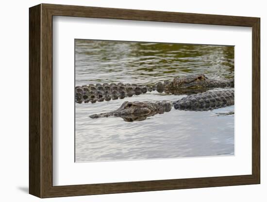 American alligators, Myakka River State Park, Florida-Adam Jones-Framed Photographic Print