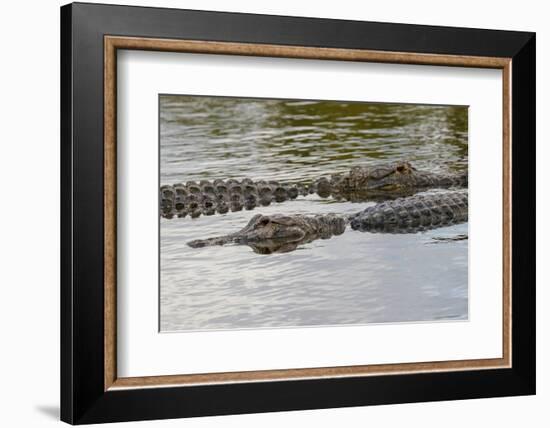 American alligators, Myakka River State Park, Florida-Adam Jones-Framed Photographic Print