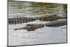 American alligators, Myakka River State Park, Florida-Adam Jones-Mounted Photographic Print