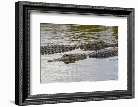 American alligators, Myakka River State Park, Florida-Adam Jones-Framed Photographic Print