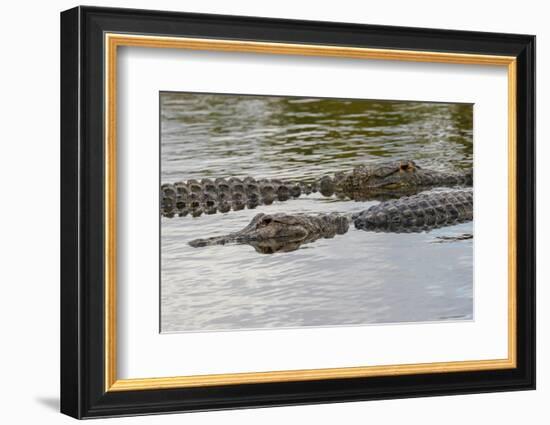 American alligators, Myakka River State Park, Florida-Adam Jones-Framed Photographic Print