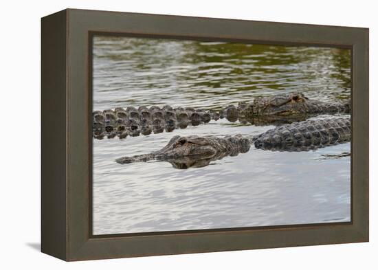 American alligators, Myakka River State Park, Florida-Adam Jones-Framed Premier Image Canvas
