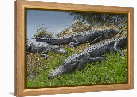 American Alligators Sunning, Anhinga Trail, Everglades National Park, Florida-Maresa Pryor-Framed Premier Image Canvas