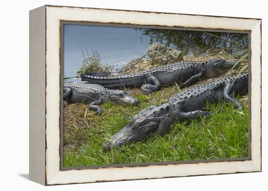 American Alligators Sunning, Anhinga Trail, Everglades National Park, Florida-Maresa Pryor-Framed Premier Image Canvas