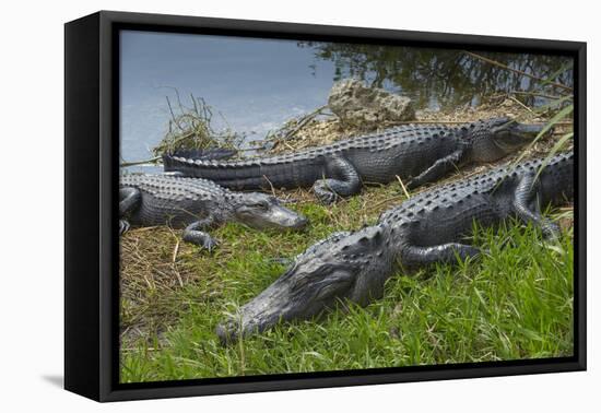 American Alligators Sunning, Anhinga Trail, Everglades National Park, Florida-Maresa Pryor-Framed Premier Image Canvas