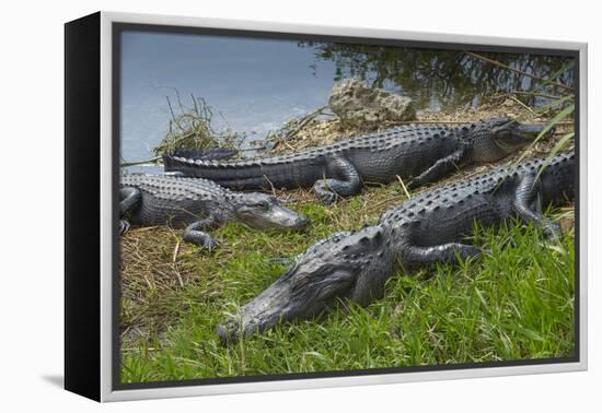 American Alligators Sunning, Anhinga Trail, Everglades National Park, Florida-Maresa Pryor-Framed Premier Image Canvas