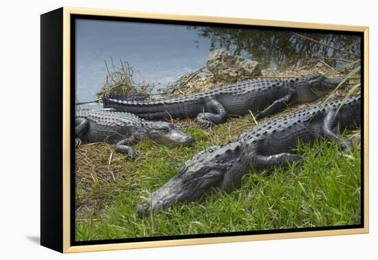 American Alligators Sunning, Anhinga Trail, Everglades National Park, Florida-Maresa Pryor-Framed Premier Image Canvas