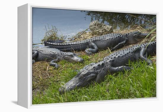 American Alligators Sunning, Anhinga Trail, Everglades National Park, Florida-Maresa Pryor-Framed Premier Image Canvas