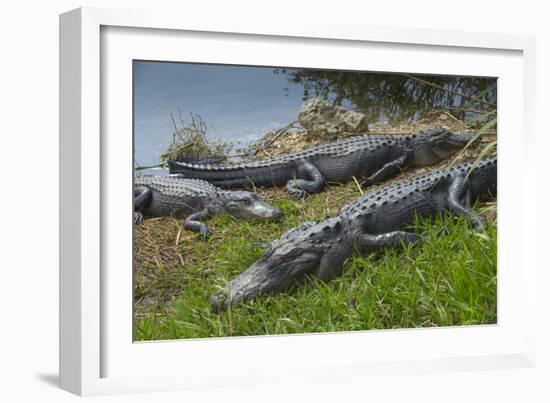 American Alligators Sunning, Anhinga Trail, Everglades National Park, Florida-Maresa Pryor-Framed Photographic Print