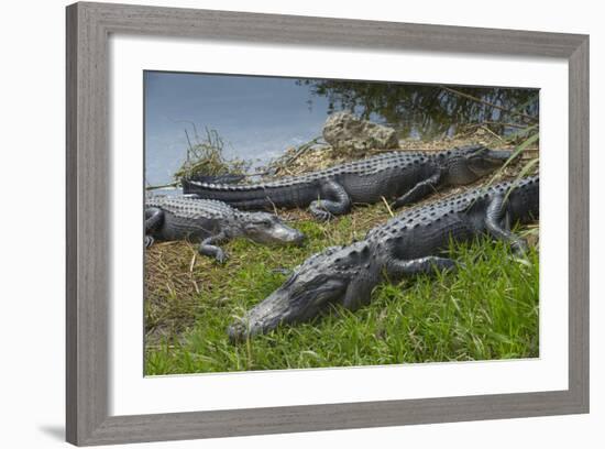 American Alligators Sunning, Anhinga Trail, Everglades National Park, Florida-Maresa Pryor-Framed Photographic Print