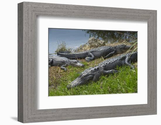 American Alligators Sunning, Anhinga Trail, Everglades National Park, Florida-Maresa Pryor-Framed Photographic Print