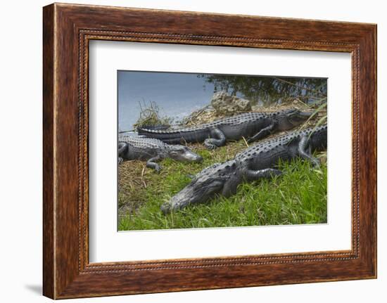 American Alligators Sunning, Anhinga Trail, Everglades National Park, Florida-Maresa Pryor-Framed Photographic Print