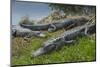 American Alligators Sunning, Anhinga Trail, Everglades National Park, Florida-Maresa Pryor-Mounted Photographic Print