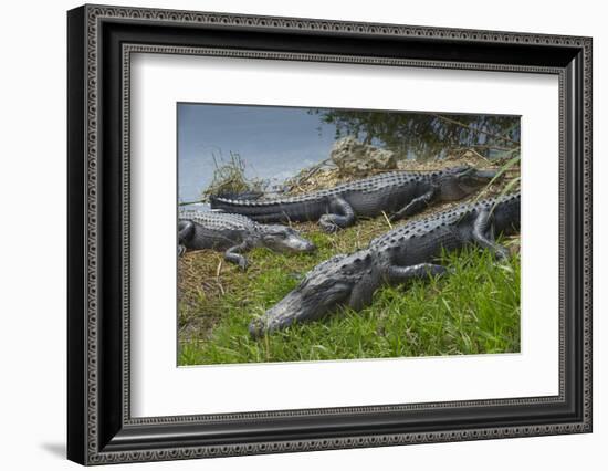 American Alligators Sunning, Anhinga Trail, Everglades National Park, Florida-Maresa Pryor-Framed Photographic Print