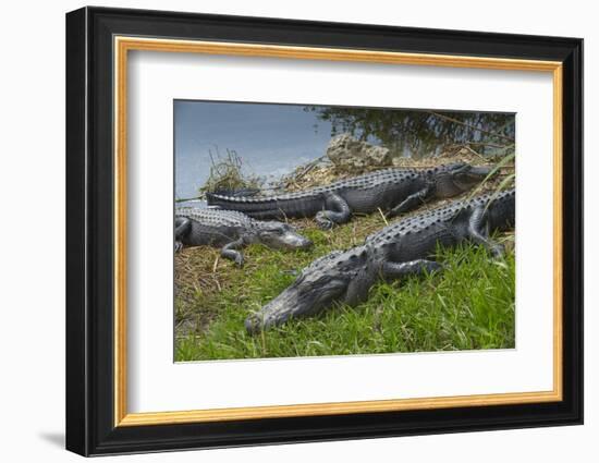 American Alligators Sunning, Anhinga Trail, Everglades National Park, Florida-Maresa Pryor-Framed Photographic Print