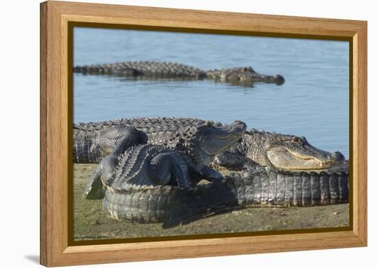 American Alligators Sunning, Myakka River, Myakka River Sp, Florida-Maresa Pryor-Framed Premier Image Canvas