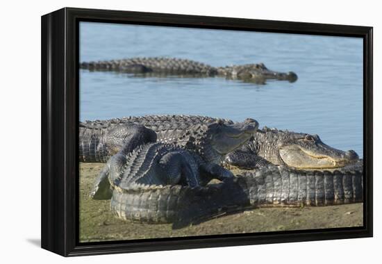 American Alligators Sunning, Myakka River, Myakka River Sp, Florida-Maresa Pryor-Framed Premier Image Canvas