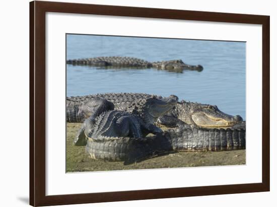 American Alligators Sunning, Myakka River, Myakka River Sp, Florida-Maresa Pryor-Framed Photographic Print