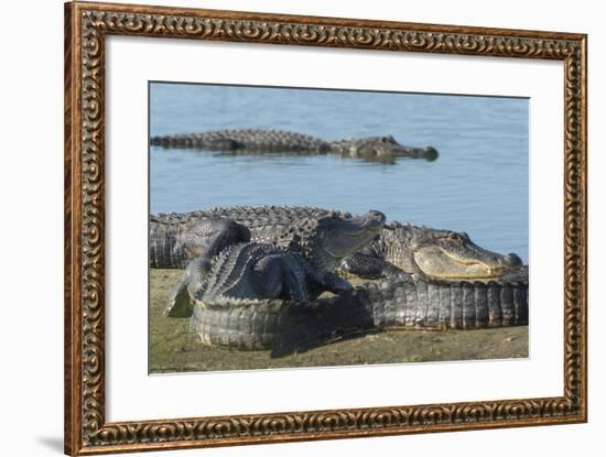 American Alligators Sunning, Myakka River, Myakka River Sp, Florida-Maresa Pryor-Framed Photographic Print