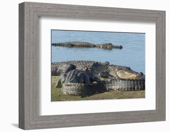 American Alligators Sunning, Myakka River, Myakka River Sp, Florida-Maresa Pryor-Framed Photographic Print