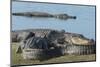 American Alligators Sunning, Myakka River, Myakka River Sp, Florida-Maresa Pryor-Mounted Photographic Print