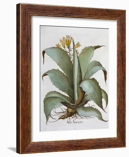 American Aloe (Aloe Americana), 1613-Unknown-Framed Giclee Print