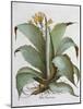 American Aloe (Aloe Americana), 1613-Unknown-Mounted Giclee Print