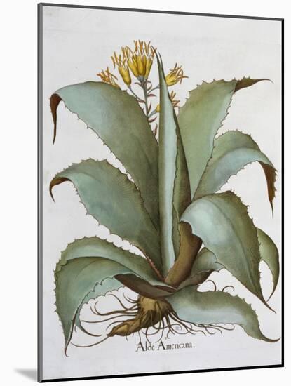 American Aloe (Aloe Americana), 1613-Unknown-Mounted Giclee Print