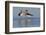 American Avocet Pair-Ken Archer-Framed Photographic Print